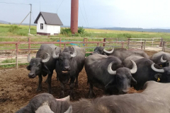 20988128_309071169558389_6857648963538053133_o