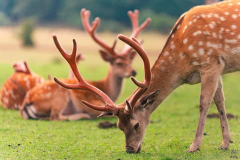 67481837_2958708054202171_3380882682136231936_n