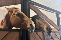 photo_2025-04-19_15-09-35