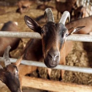 Тут стань!.. на сир