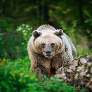 РОЗТОЧЧЯ: ведмеді, ліс та забавки