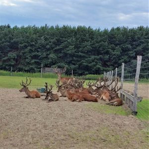 Волинь: Замок, Леся та олені
