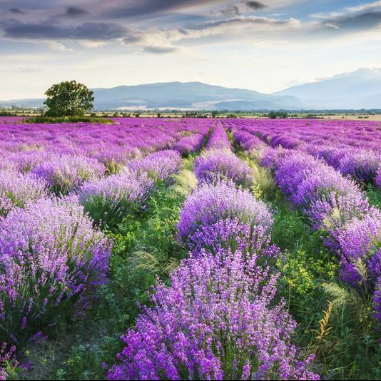 Лаванди та лемки: некласичне Закарпаття